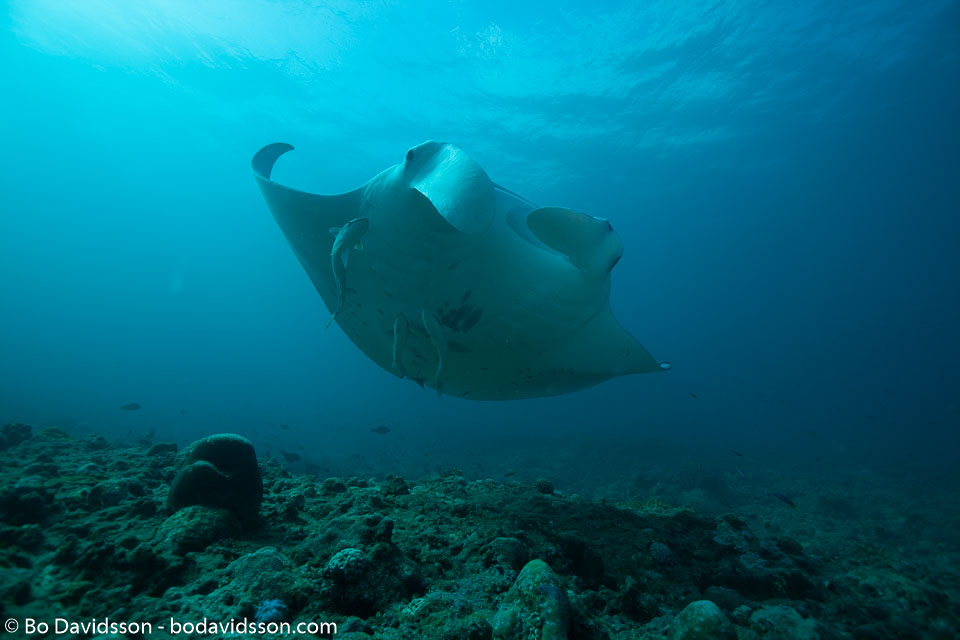 BD-150424-Maldives-8029-Manta-birostris-(Walbaum.-1792)-[Giant-manta.-Stillahavsmanta].jpg